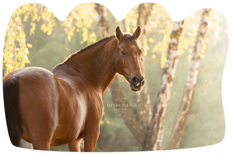 Blizzard, het grote bruine paard van Nina Rootring. De inspiratiebron voor haar GuaSha en Paardentraining bedrijf Blizzard.