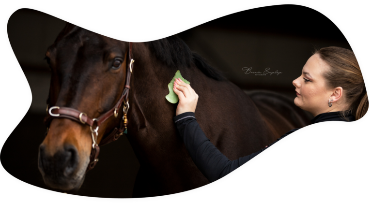 Een groot donkerbruin paard krijgt een GuaSha behandeling met een groene GuaSha schraper van GuaSha therapeute Nina Rootring.