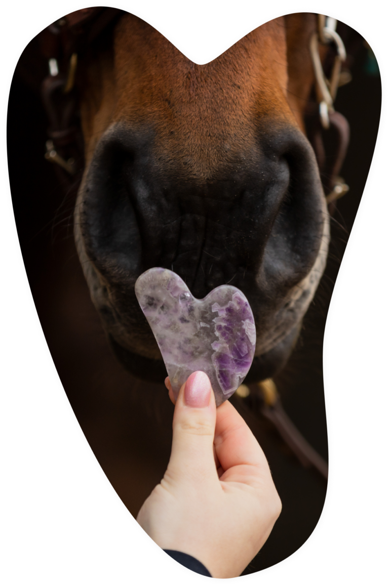 Nina Rootring houd een paarse GuaSha steen voor de neus van een nieuwsgierig groot bruin paard.